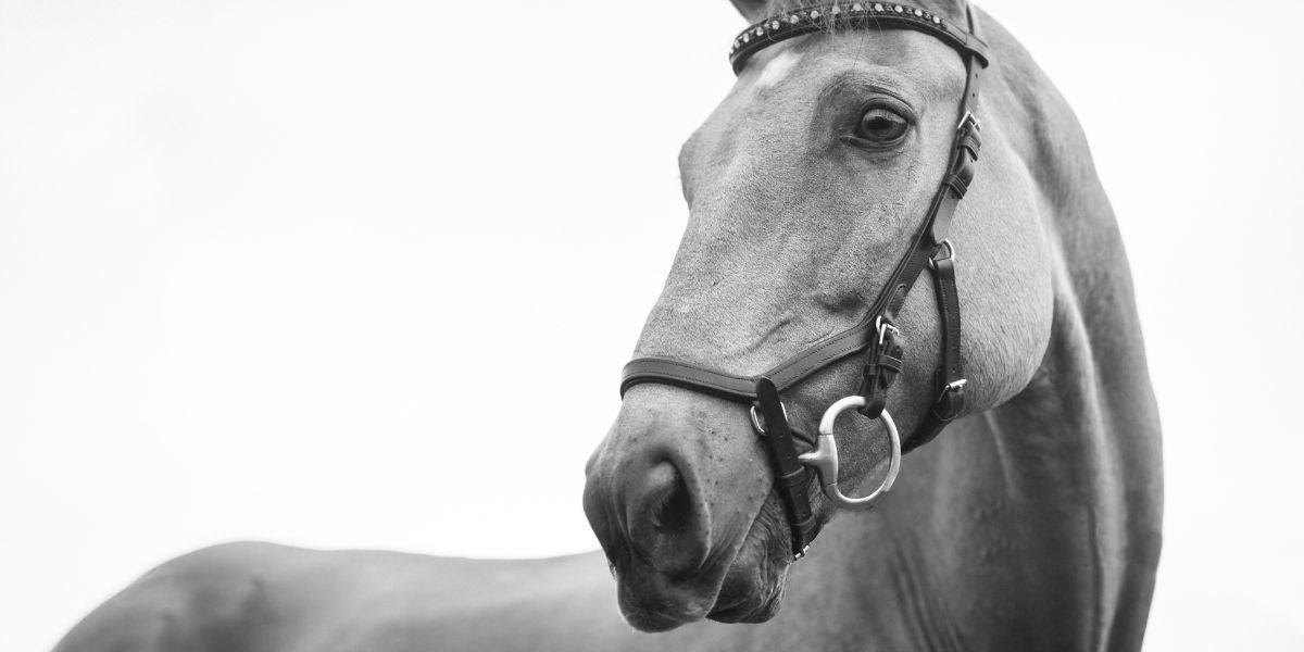 Equestrian Jewellery